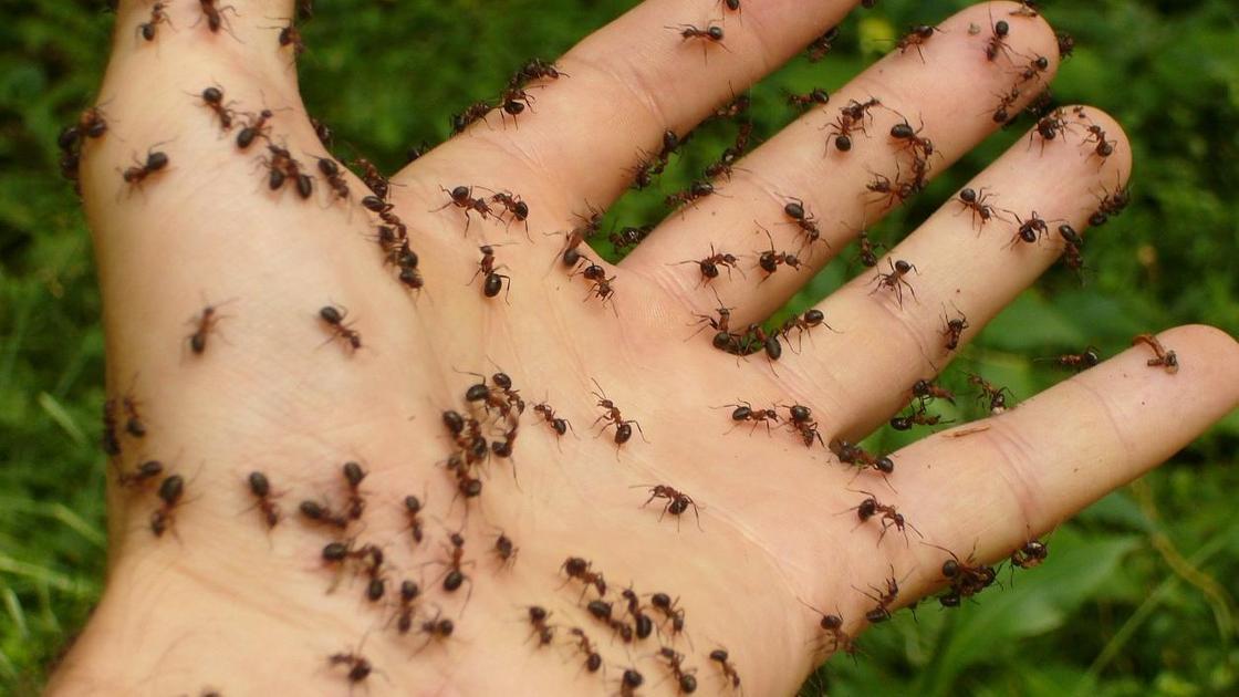 You are currently viewing Comment maîtriser les fourmis dans votre potager ?