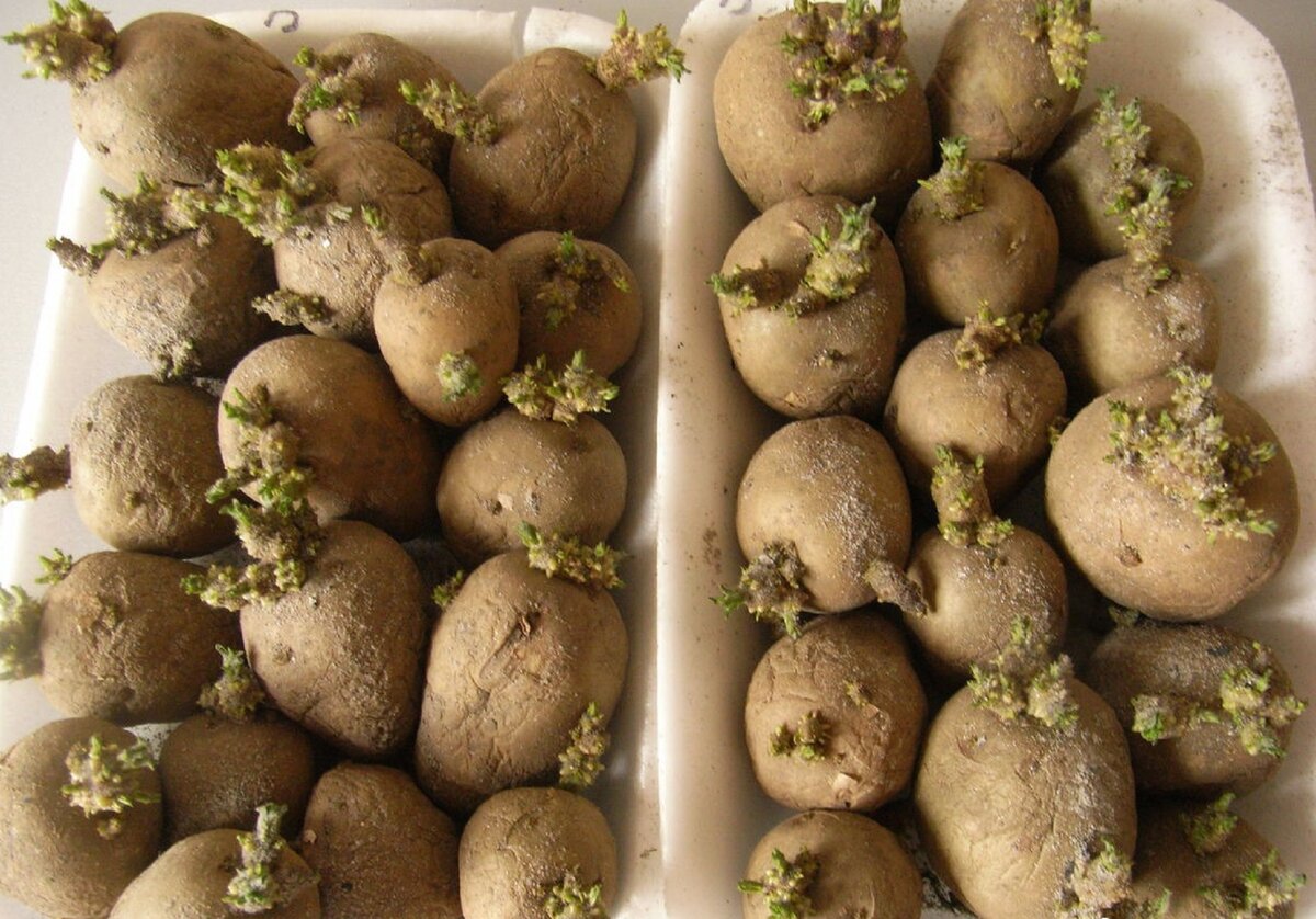 You are currently viewing Tout savoir pour apprendre à faire germer des pommes de terre