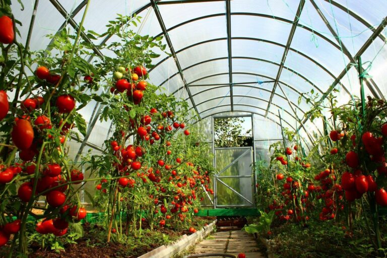 Lire la suite à propos de l’article Pouquoi planter dans une serre à tomates ?