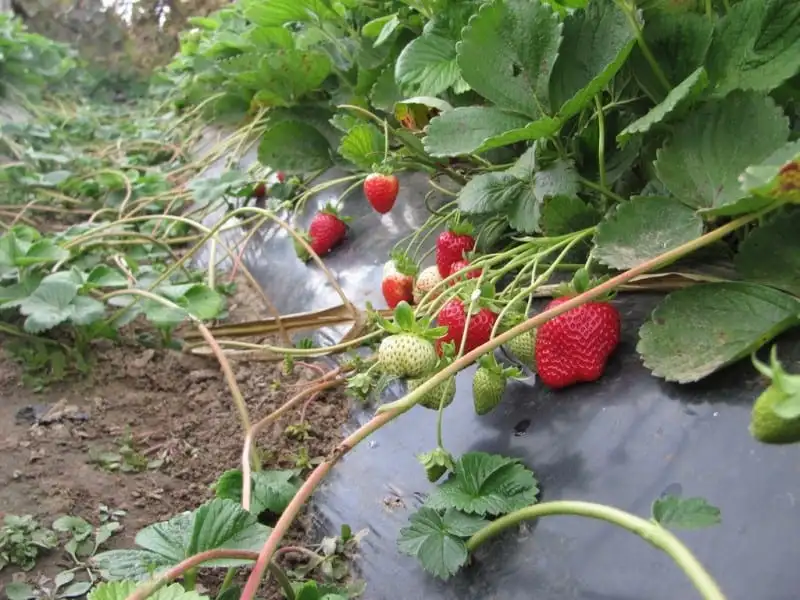 You are currently viewing Quelles variétés de fraises doit-on choisir pour cultiver un fraisier ?