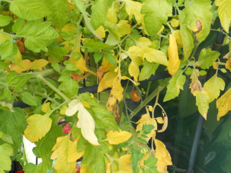 You are currently viewing Qu’est-ce que les feuilles jaunes dans la tomate ?