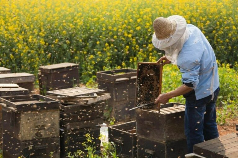 Lire la suite à propos de l’article Ce que vous devez savoir avant de devenir apiculteur
