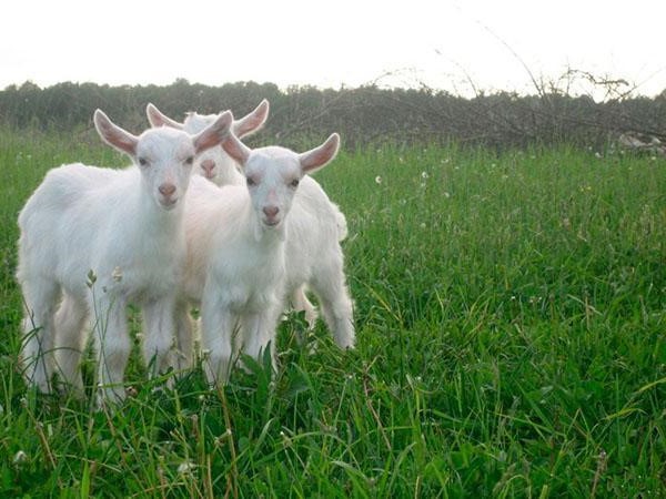 Lire la suite à propos de l’article Le guide complet de l’élevage des chèvres