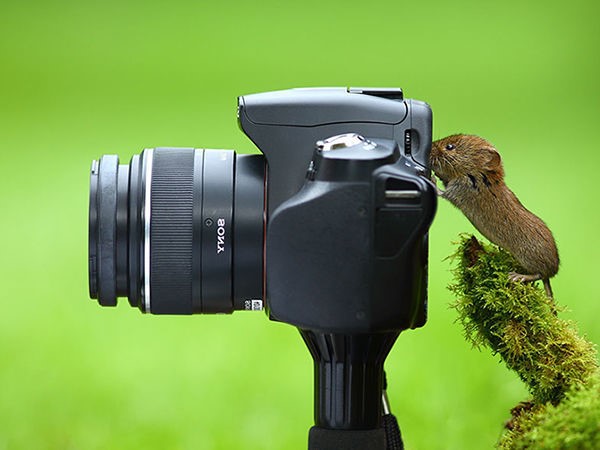 You are currently viewing Quel type de photographe professionnel dois-je chercher pour mon jardin?